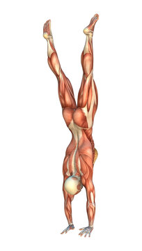 3D Rendering Muscle Maps