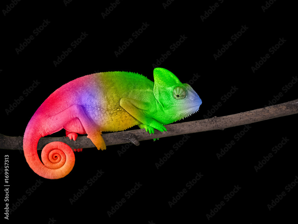 Chameleon on a branch with a spiral tail. Bright colorful rainbow color scales - obrazy, fototapety, plakaty 