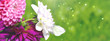 Blumen mit Schmetterling - Hintergrund Banner - Spätsommer