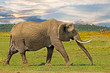 Elephant walking across the african plains in the masa mara with a dramatic sky