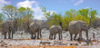 Herd of elephants walking through the bush in Etosha National Park, Namibia, Africa