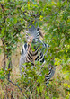 A lone zebra tries to hide behind a bush, but is unsucccessful.  Hwange national park, zimbabwe, southern africa