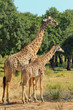 Mother and Baby Giraffe standing in South Lunagwa National Park with a natural bush background