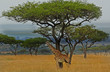 Giraffe standing under a large Acacia Tree on the African Savannah