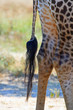 Rear view of a Giraffe and focus on tail