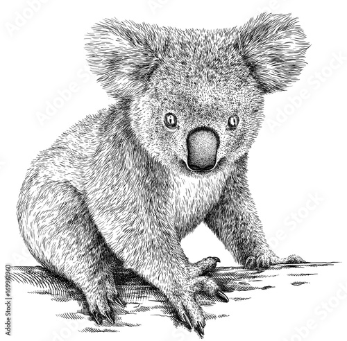Fototapeta Koala  czarno-bialy-grawerowac-ilustracja-na-bialym-tle-koala
