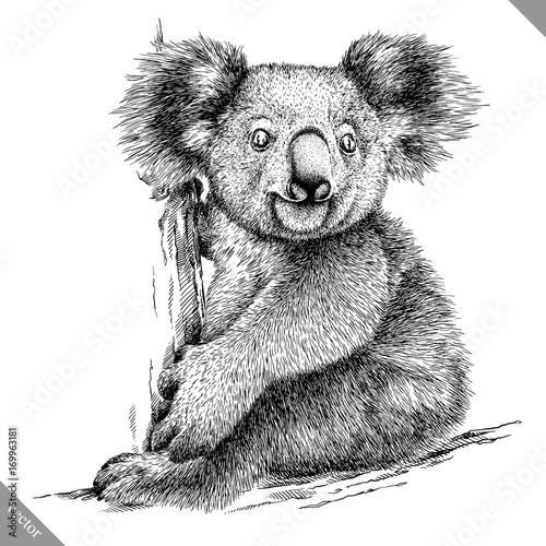 Dekoracja na wymiar  czarno-biale-grawerowac-ilustracja-wektorowa-na-bialym-tle-koala