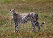 A Pregnant Cheetah (Acinonyx jubatus) standing on the open plains of the masai mara - Kenya.  They are currently classed as A vulnerable SPECIES.