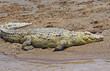 Nile Crocodile (Crocodylus niloticus) basking on the riverbank in the Masai Mara, Kenya