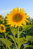 Fototapeta  - Sunflower fields during sunset. Digital composite of a sunrise over a field of golden yellow sunflowers
