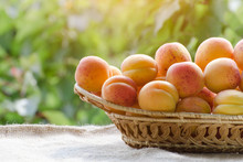 Wicker Basket Apricot Lies On A Table On The Background Of Green Branches, Daylight