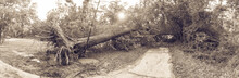 Panorama View A Large Live Oak Tree Uprooted By Harvey Hurricane Storm Fell On Bike/walk Trail/pathway In Suburban Kingwood, Northeast Houston, Texas. Fallen Tree After This Serious Storm Came Through