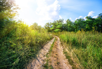 Wall Mural - country road in a field among green trees