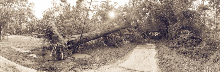 Panorama view a large live oak tree uprooted by Harvey Hurricane Storm fell on bike/walk trail/pathway in suburban Kingwood, Northeast Houston, Texas. Fallen tree after this serious storm came through