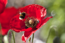 Bumblebee Flying Towards A Vibrant Red Poppy