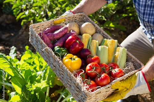 Fotografie, Obraz Mid section of man holding a basket of fresh vegetables
