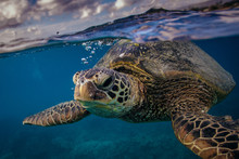 Sea Turtle Near Water Surface. Closeup Portrait Of Aquatic Animal