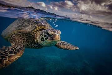 Wall Mural - Sea turtle near water surface. Closeup portrait of aquatic animal