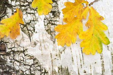 yellow autumn oak leaves on birch bark background