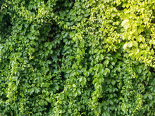 Green Bush Background, Dense Green Foliage
