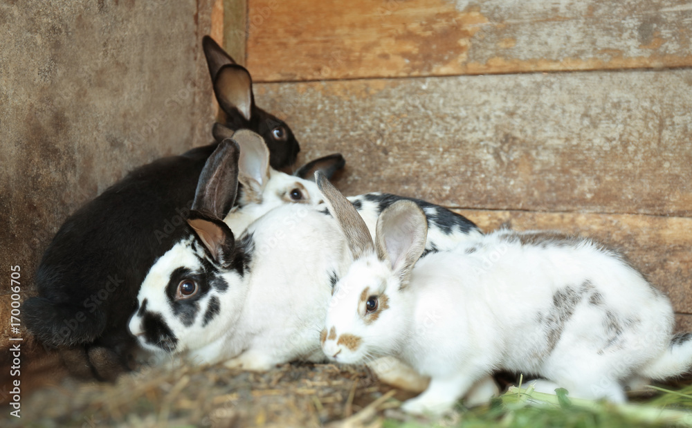 Adorable domestic rabbits in hutch