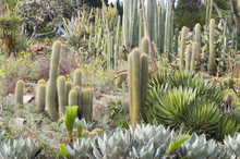 Garden With Cacti
