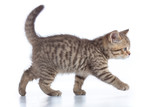 Fototapeta Koty - scottish cat kitten walking isolated on white background
