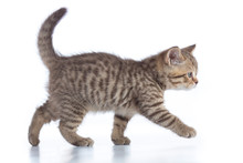Scottish Cat Kitten Walking Isolated On White Background