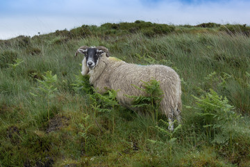 Poster - Side view of a sheep with a wolly coat waiting to be shorn standing on a hill looking forward with a blue sky 