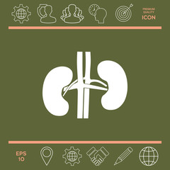 Human organs. Kidney icon