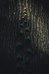 Tree trunk with ivy, in dark forest with just one ray of light across the tree