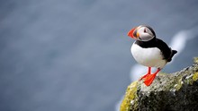 Puffin Dressing On The Cliff Of Latrabjarg In Iceland