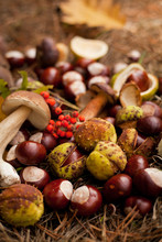 Conkers Mushrooms Rowen Foraging  -  Autumn Harvest
