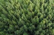 Conifer tree background texture