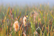 Great Tit Sitting On A Bulrush Straw In The Wetland