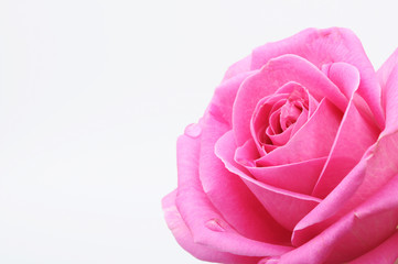 Fotomurales - Close up of pink rose heart