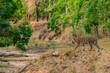 one of spotty tigress cub in natural tiger habitat, bandhavgah national park, india