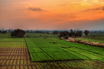 Farm field in Egypt