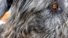 Irish Wolfhound Dog Looking At The Camera And On The Side. Focus On The Eye. Long Haired Dog (Irish Wolfhound)with Closeup On Eyes. Slowmotion Of Dog Detail Footage 120fps.