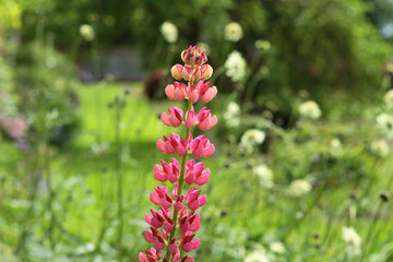 Close  up of a tall purple Lupin Flower