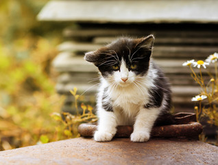  funny little kitten with sad eyes sitting on the street on a Sunny day