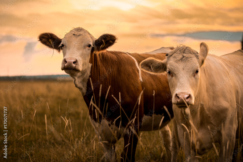 Obraz na płótnie Cows in sunset w salonie