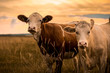 Leinwandbild Motiv Cows in sunset