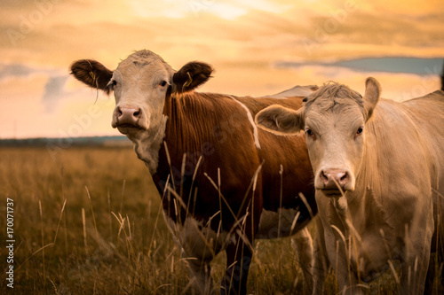 Pinturas sobre lienzo  Cows in sunset