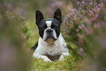 Sticker - Boston Terrier in der Heide