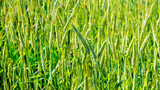 Fototapeta Na ścianę - Close up of beautiful cornfield.