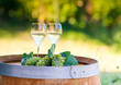 Tasty white wine on wooden barrel on grape plantation background