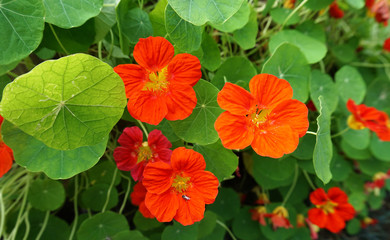 Orange flowers