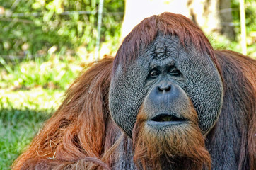 Orangutan portrait in a zoo