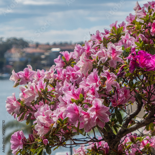 Plakat Wiosna azalie przy Neutral zatoką, Sydney, Australia